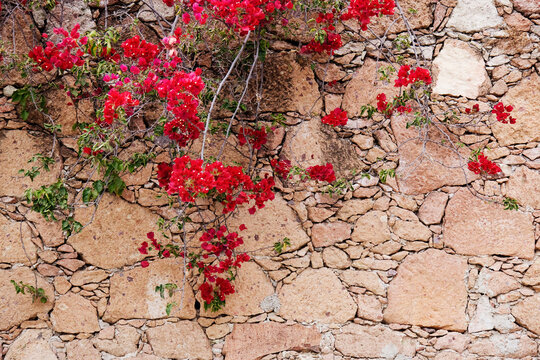 Red Bougainvillea, Taxco, Guerrero, Mexico