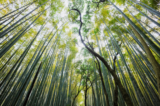 Bamboo Forest, Kyoto, Kyoto Prefecture, Kansai Region, Honshu, Japan