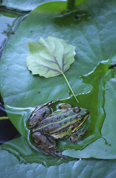 Pool Frog, Amperauen, Germany