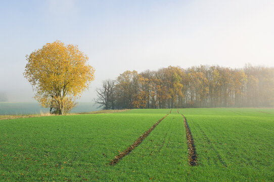 Field and Forest in Autumn, Schweinfurt, Bavaria, Germany