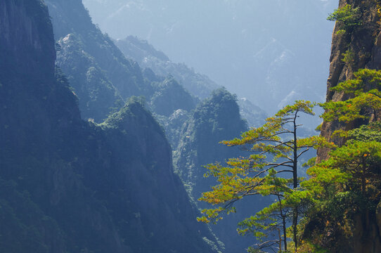 Pine Trees, White Cloud Scenic Area, Huangshan, Anhui Province, China