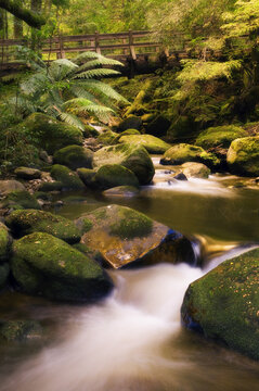 Footbridge over River, Taggerty River, Yarra Ranges National Park, Victoria, Australia