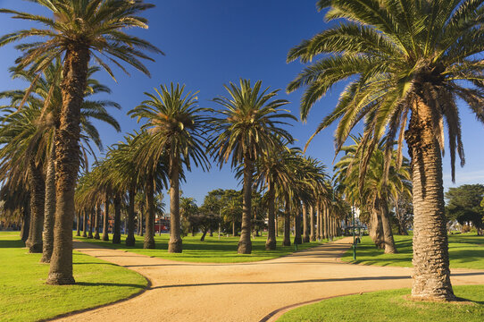 Palm Trees, St Kilda, Melbourne, Victoria, Australia