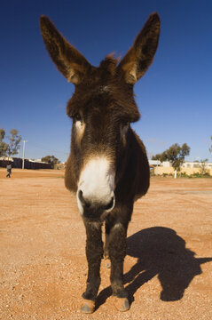 Donkey, Silverton, New South Wales, Australia