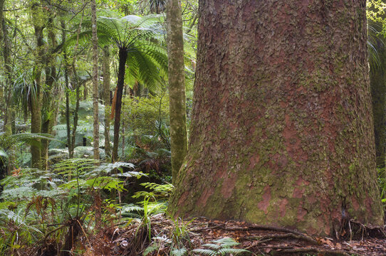 Kauri, Waipoua Kauri Forest, North Island, New Zealand