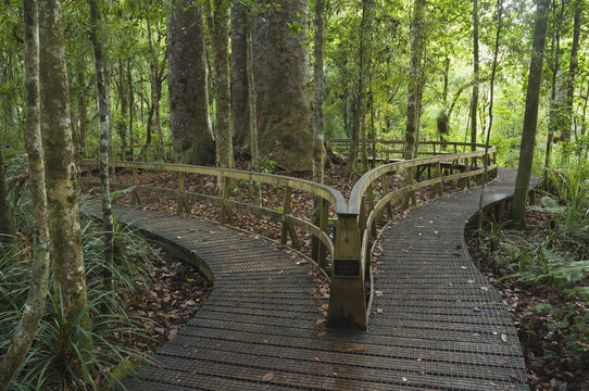 Boardwalk, Waipoua Kauri Forest, North Island, New Zealand