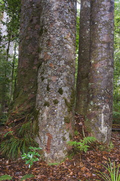 Kauri Trees, Waipoua Kauri Forest, North Island, New Zealand