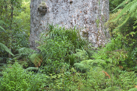 Tane Mahuta, Waipoua Kauri Forest, North Island, New Zealand