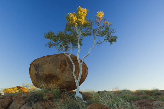 Tree and The Devils Marbles, Northern Territory, Australia