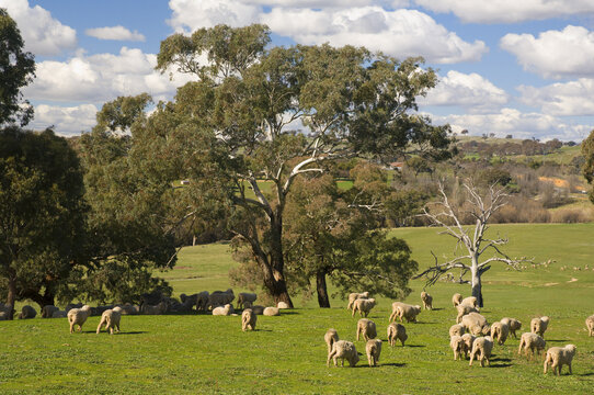 Flock of Sheep near Yass, New South Wales, Australia