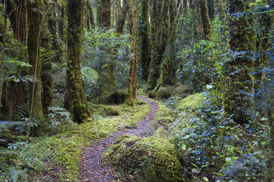 Path Through Rainforest, South Island, New Zealand