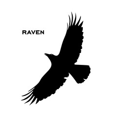 Raven silhouette isolated. Black bird Raven isolated. Flying Raven silhouette vector illustration 