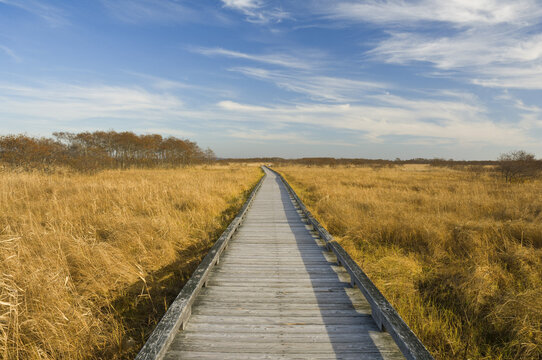 Boardwalk through Marsh, Kushiro Shitsugen National Park, Hokkaido, Japan