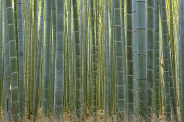 Bamboo Forest, Sagano, Kyoto, Japan