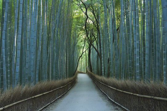 Bamboo Forest, Sagano, Kyoto, Japan