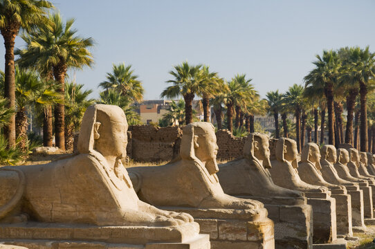 Avenue of Sphinxes, Luxor Temple, Luxor, Egypt