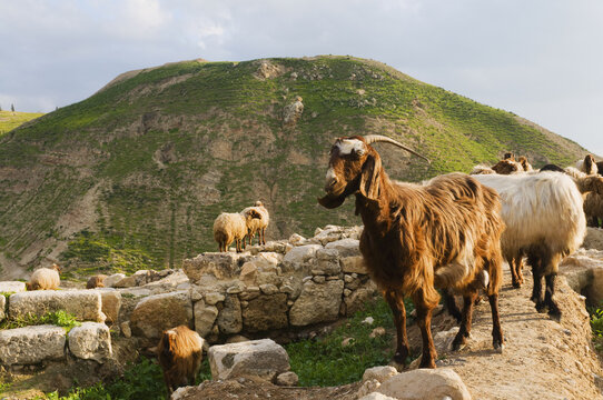 Goats at Ruins, Pella, Jordan