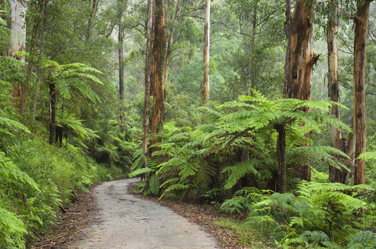 Road, Rainforest, Bunyip State Park, Victoria, Australia