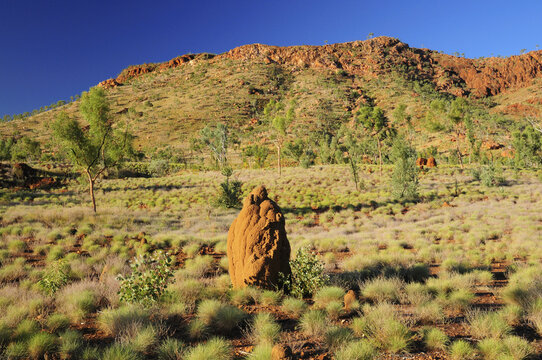 Termite Mound and Osmand Range, Kimberley, Western Australia, Australia