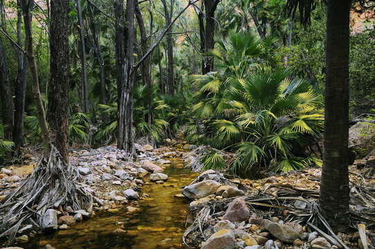 Livistona Palms, El Questro Gorge, Kimberley, Western Australia, Australia