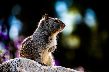 Noble Squirrel