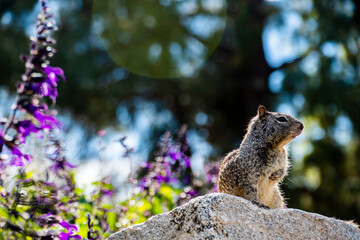 Squirrel Standing Proud