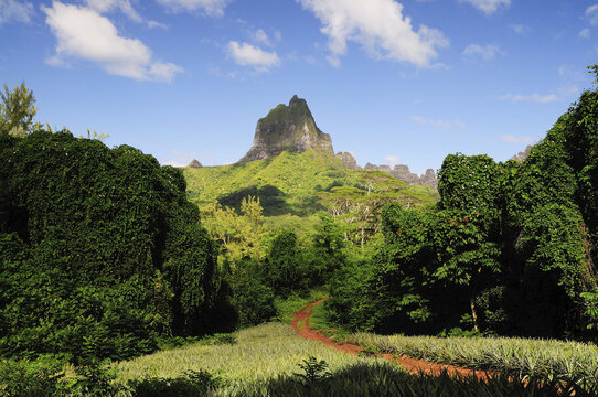 Path to Mount Mauaroa, Moorea, French Polynesia