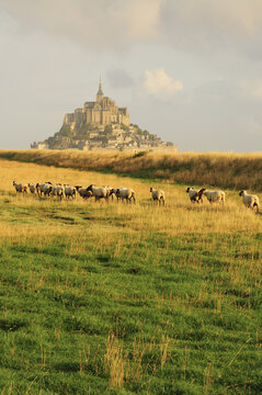 Sheep in Field Near Mont Saint-Michel, Normandy, France