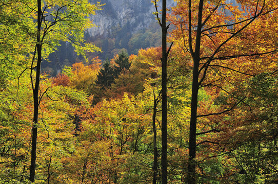 Autumn Forest in Mountains, Bernese Alps, Switzerland