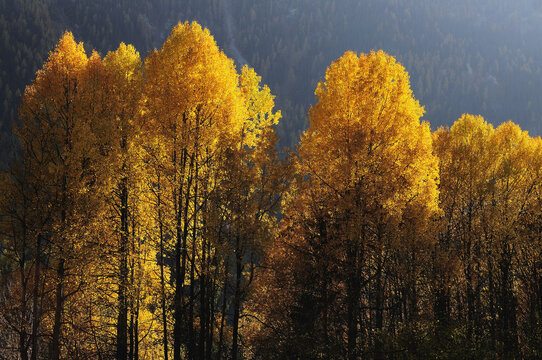Aspen Trees, Engadin, Switzerland
