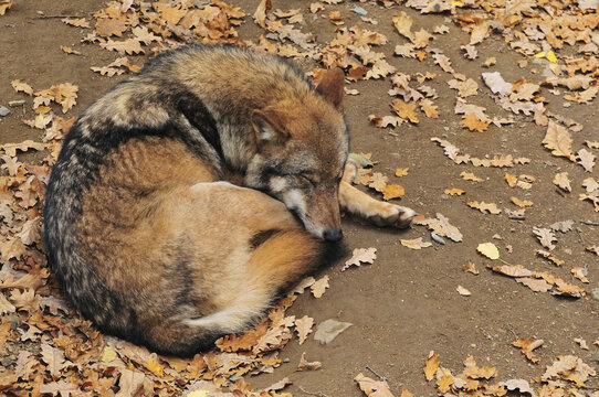 Sleeping Wolf, Bayerischer Wald, Bavaria, Germany
