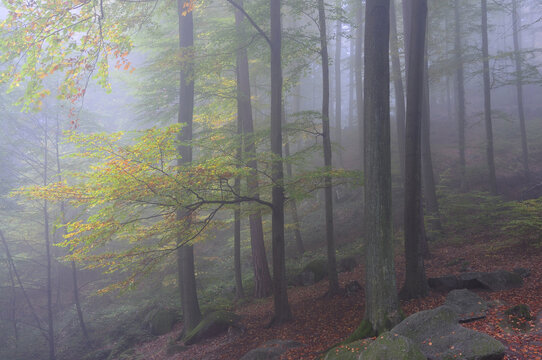 Forest in Fog, Reichenbach, Odenwald, Hesse, Germany
