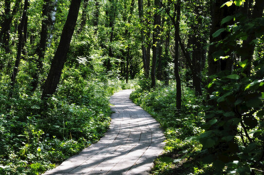 Path Through Forest, Stenshuvud National Park, Sweden