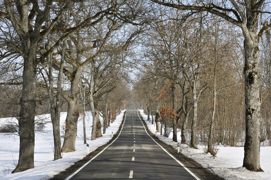 Tree-lined Road in Winter, Near Beuron, Baden-Wuerttemberg, Germany