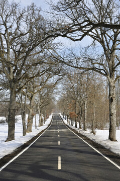 Tree-lined Road in Winter, Near Beuron, Baden-Wuerttemberg, Germany
