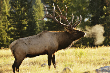 Elk, Jasper National Park, Alberta, Canada
