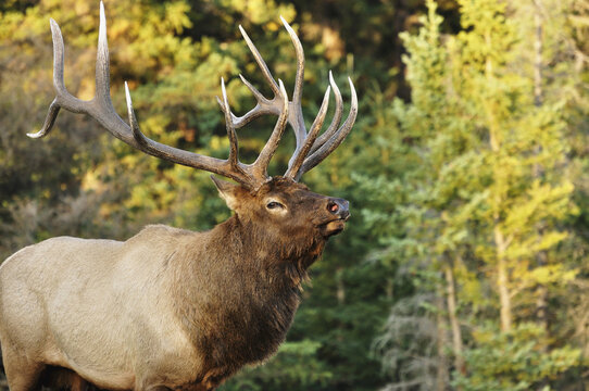 Elk, Jasper National Park, Alberta, Canada