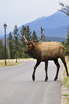 Elk, Jasper National Park, Alberta, Canada
