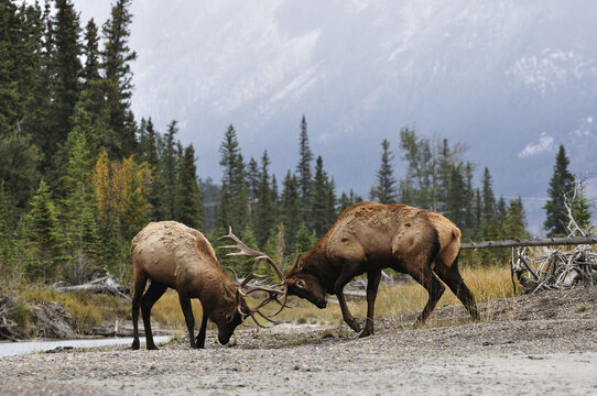 Elk, Jasper National Park, Alberta, Canada