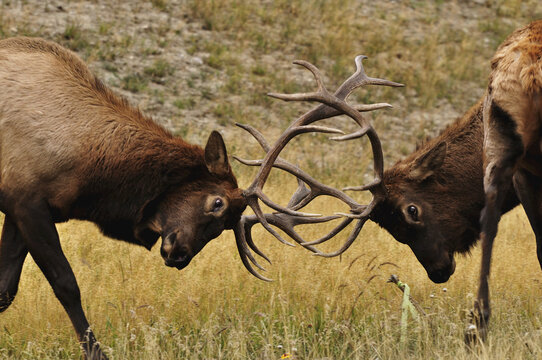 Elk, Jasper National Park, Alberta, Canada