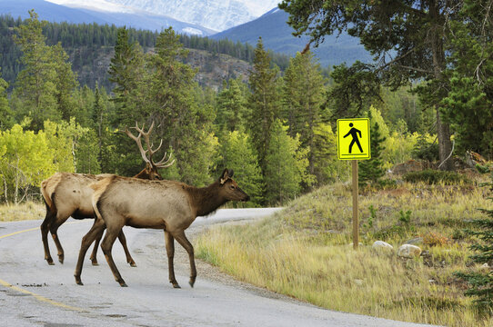 Elk Crossing Road, Jasper National Park, Alberta, Canada