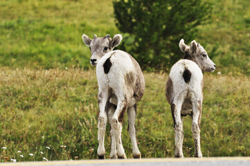 Bighorn Sheep, Peter Lougheed Provincial Park, Alberta, Canada