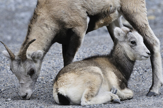 Stone Sheep Mother and Baby, Stone Mountain Provincial Park, British Columbia, Canada