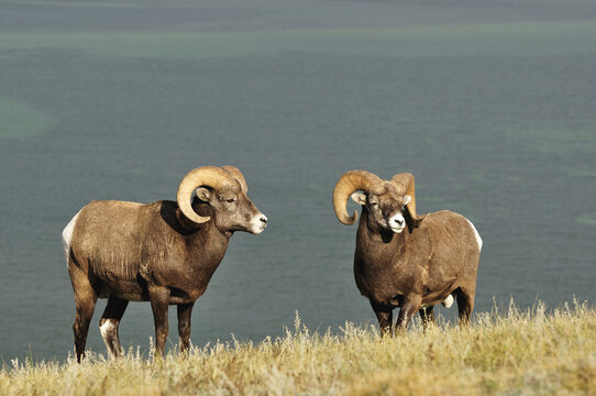 Bighorn Sheep Near Lake Talbot, Jasper National Park, Alberta, Canada