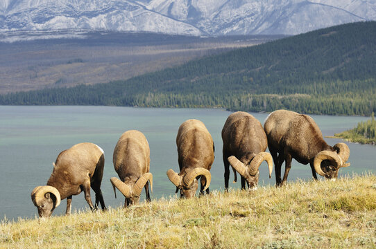 Group of Bighorn Sheep Feeding Near Lake Talbot, Jasper National Park, Alberta, Canada