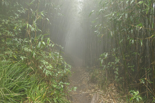 Path through Rainforest to Summit of Fansipan, Hoang Lien Mountains, Vietnam