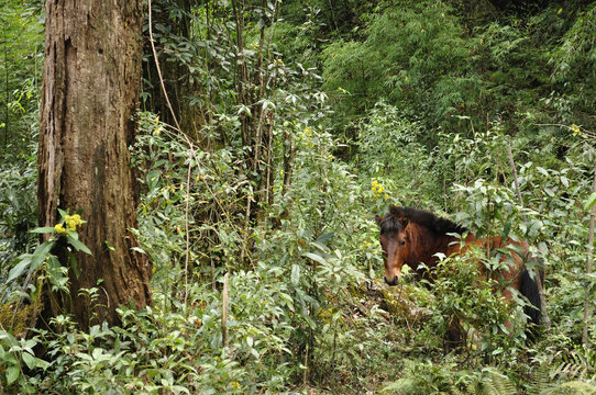 Wild Horse in Rainforest, Fansipan, Hoang Lien Mountains, Vietnam