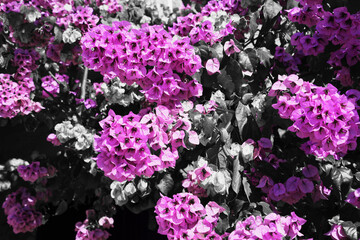 Pink Monochrome Flowers