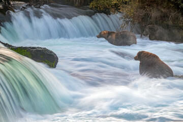 Brown Bears Fishing at Brooks Falls, Katmai National Park, Katmai, national park, np, alaska, ak,...