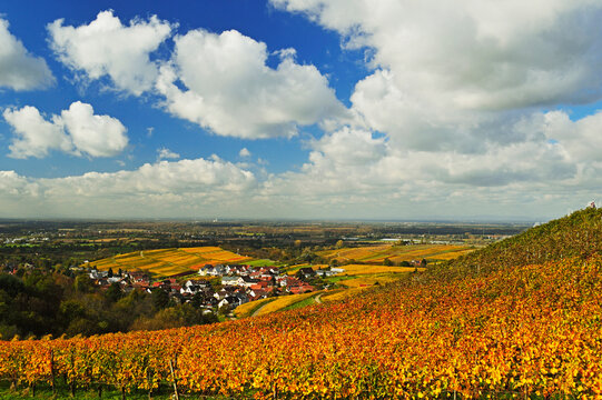 Vineyard Landscape and Varnhalt Village, Ortenau, Baden Wine Route, Baden-Wurttemberg, Germany